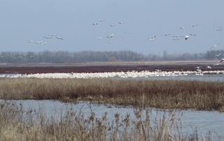 Large group of American White Pelicans