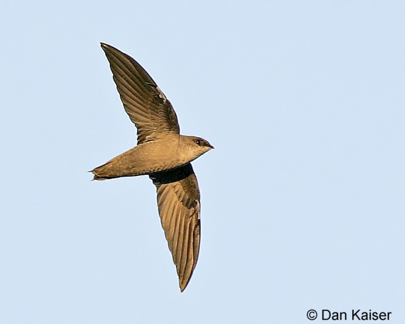 Are These the World’s Biggest Bird Houses? – Amos Butler Audubon Society