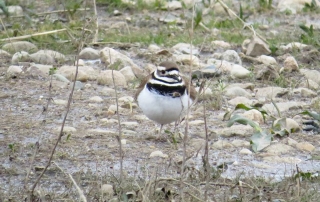 Killdeer