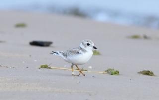 Piping Plover