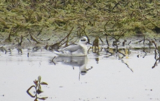 Red Phalarope