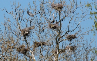 Great Blue Heron Rookery