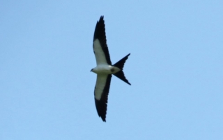 Swallow-tailed Kite