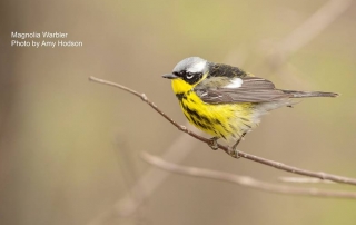 Magnolia Warbler