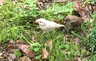 Albino House Sparrow