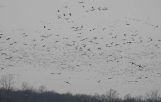 Sandhill Cranes in Flight