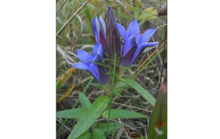 downy gentian