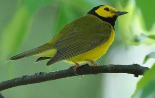 Hooded Warbler