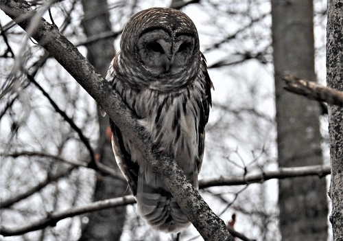 Barred Owl