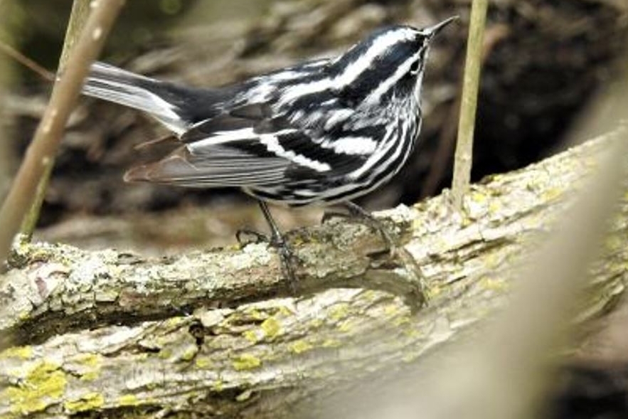 Black-and-white Warbler