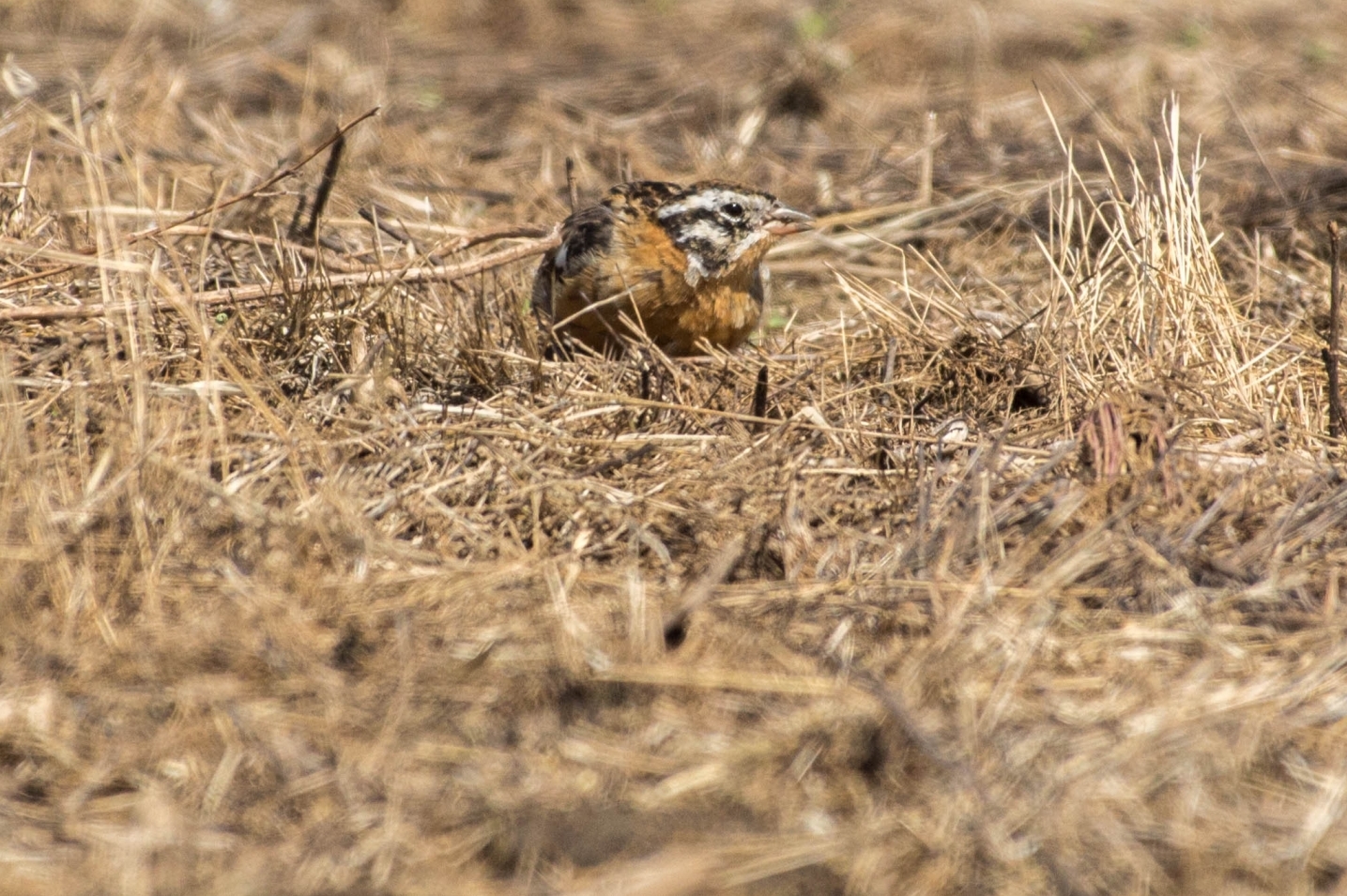 Smith's Longspur