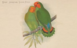 Lovebirds Painting