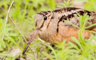 American Woodcock