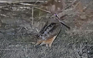 American Woodcock