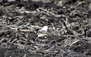 Leucistic Smith's Longspur