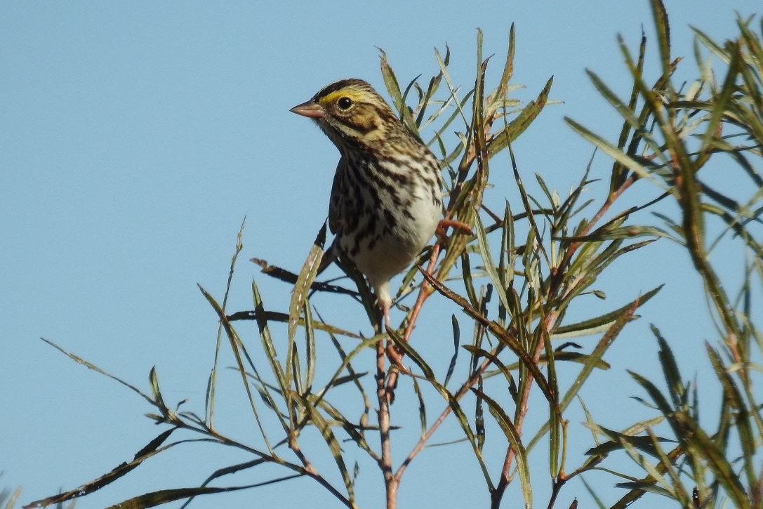 Savannah Sparrow