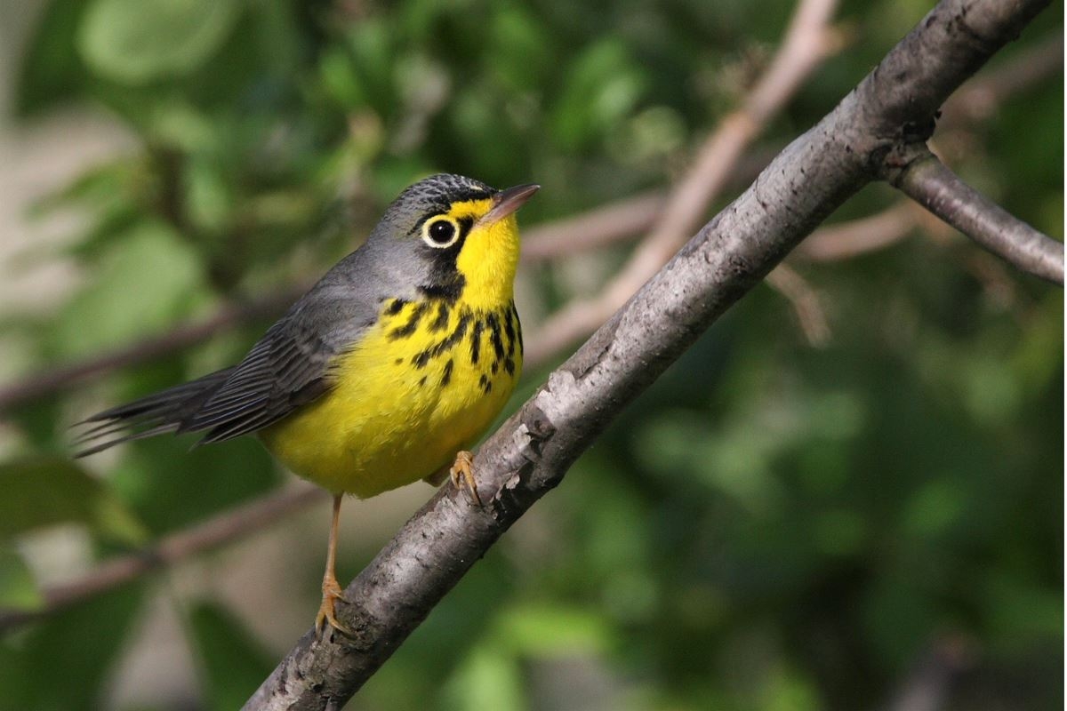 Canada Warbler