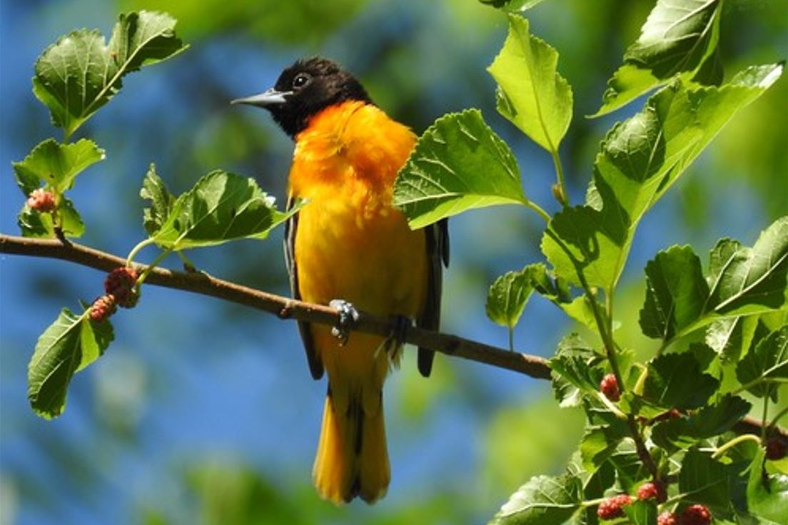 Baltimore Oriole