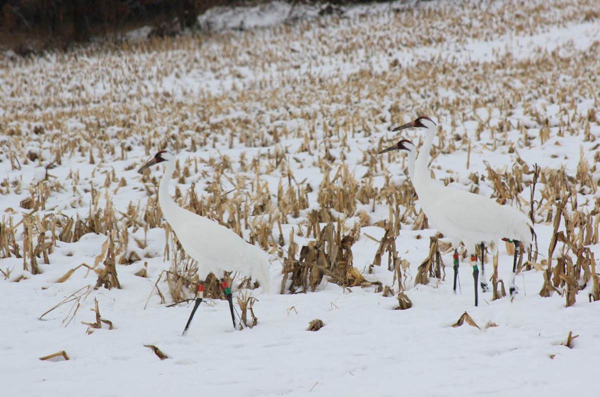 Indiana’s Whooping Cranes A Brief History and Call to Action Amos