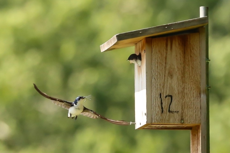 Why Are Some Birds Better at Responding to Climate Change Than Others ...