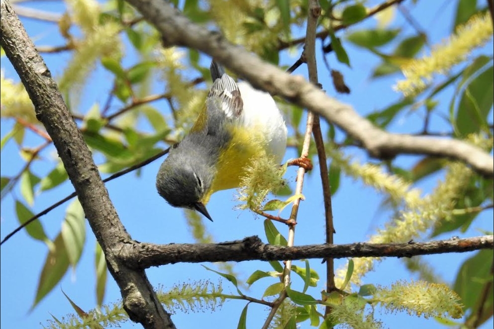 NORTHERN PARULA