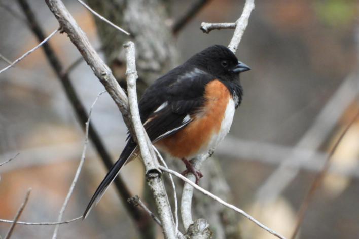 EASTERN TOWHEE